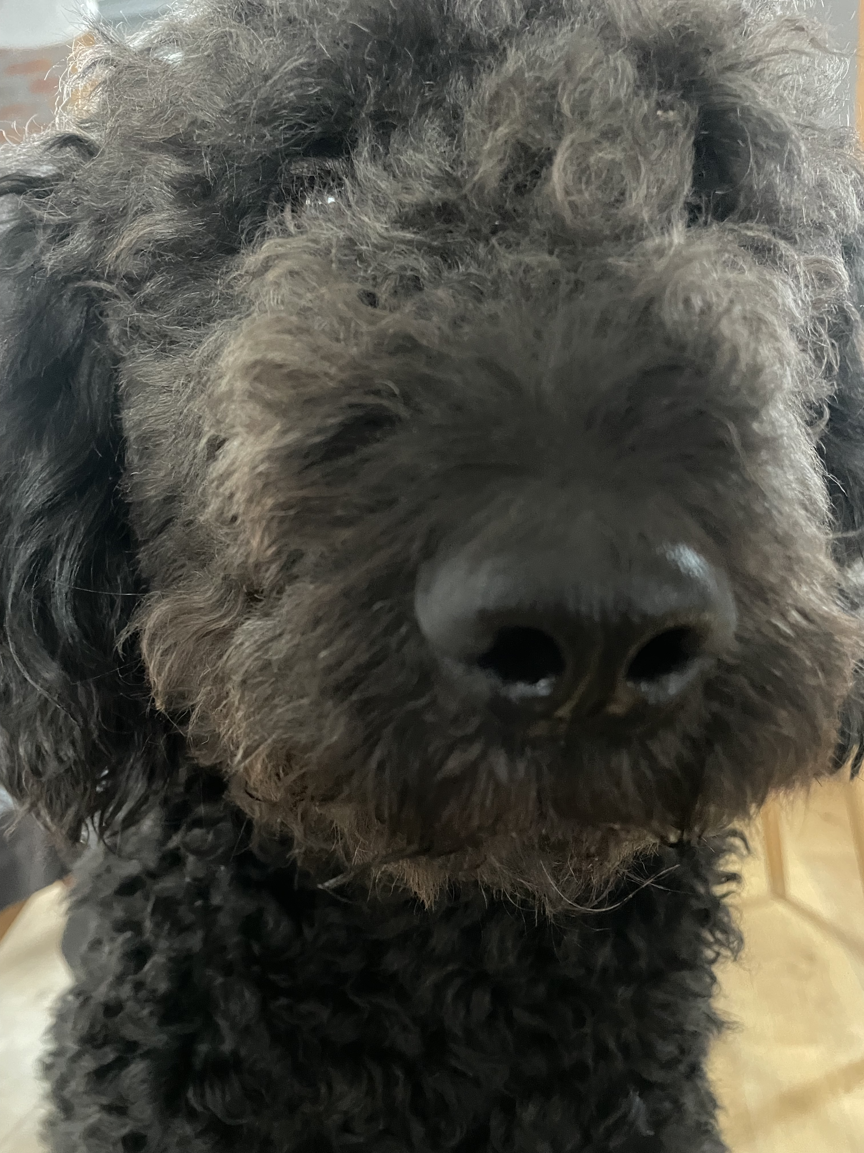 Anton Neinkowitz - Kanzlerkandidat